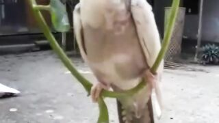My cute lovely bird ????????❤️_????❤️_