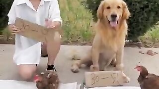 Funny dog viral