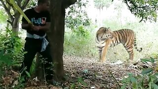 real_tiger_attack_short_video_satakosia_jungle_#viral_#tiger_#animals_#viralvideo_#shorts(720p).