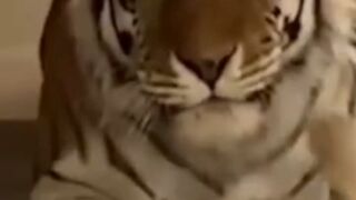 New born tiger with mom very hubby feelings