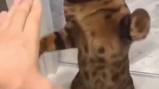 لقطات مضحكة مع قطط وكلاب