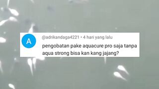 Cara mengobati berbagai penyakit pada ikan lele