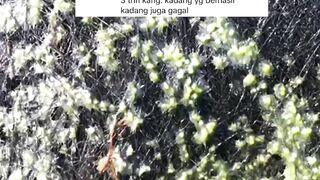 Kenapa pemijahan lele dikolam BETON sering terjadi kegagalan