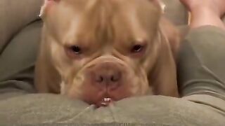 Dog Smell Man Butt and Taste Fart