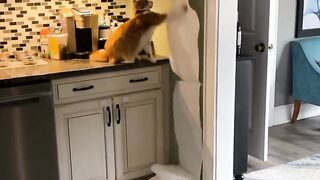 Funny cat 322
