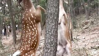 Two deer are playing in the jungle