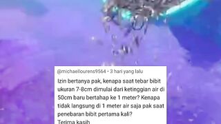 Kenapa saat tebar bibit ketinggian air 50cm baru bertahap ke 1 meter Kenapa tidak langsung di 1 meter saja