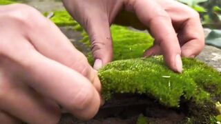 Moss Bonsai