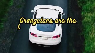 Animal Facts        Orangutans          #shorts