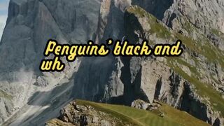 Animal Facts        Penguin's _Tuxedo_          #shorts