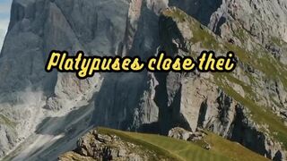 Animal Facts        Platypus Detection          #shorts