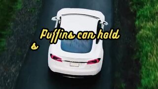 Animal Facts        Puffins          #shorts