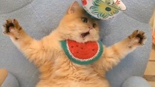 cute cat videos //Cat compition //Cat and hen