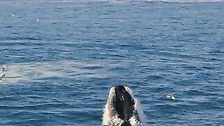 Danger Blue Whale