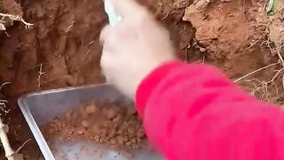 Wild moss becomes potted plant