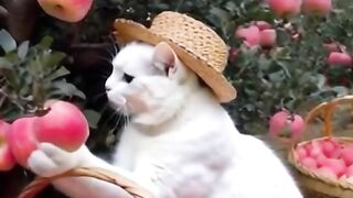 white cat is picking apples