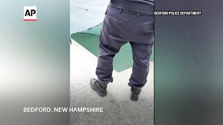 WATCH_ Trapped moose rescued from swimming pool in New Hampshire.