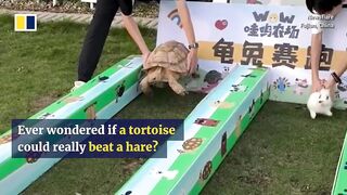 ‘The Tortoise and the Hare’ plays out in real life in China.