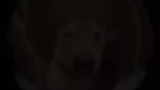 Funny dog 63