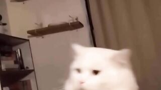Cute cat funny