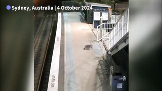 Fluffy koala ambles through Australian train station .