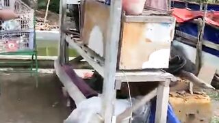 Proses penimbangan ikan lele setelah dipanen