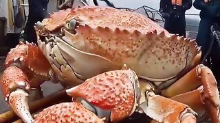The giant crabs