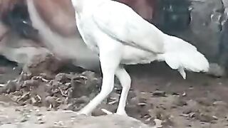 Walk and wake