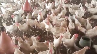 Dumra chargan chicken