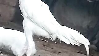 Rabbit white