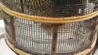 Cage and teatar 2