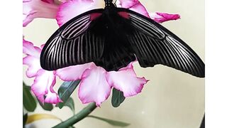A butterfly nearing the end of its journey