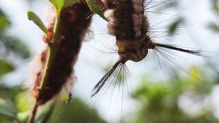A Caterpillar's Elegant Feast Among the Blooms