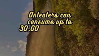 Animal Facts       Anteaters           #shorts