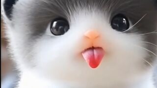 The cutest and cutest little cat