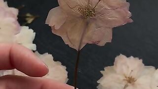 Beautiful Flower 6