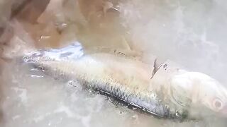 ইলিশ মাছের নতুন রেসিপি