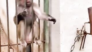 Funny monkey ???????????? 3