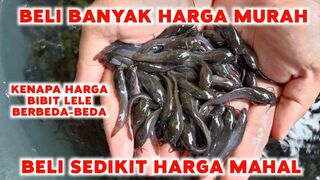 Kenapa HARGA bibit lele berbeda-beda❗Beli banyak harga MURAH, Beli sedikit harga MAHAL