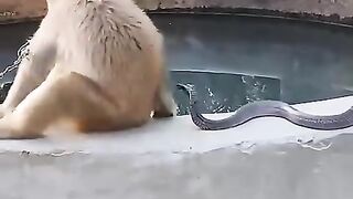 Bhut_bura_mara_#snake_#shorts_#monkey_#youtubeshorts_#cobra_#cockatiel_#budgies_#macaw_#parrot_#pet(480p).