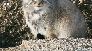 World’s Grumpiest Cat I Frozen Planet II.