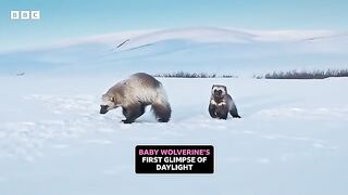 Incredible first look at a baby wolverine ???? Mammals -.