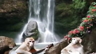 Viral Duel Monyet Main Gitar Akustik