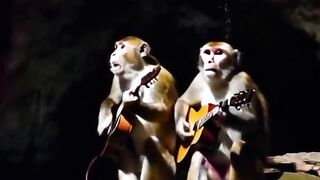 Viral monyet Bernyanyi dan Main Gitar Akustik