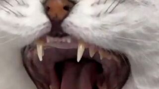 Cute cat videos //cats video //cats//cat