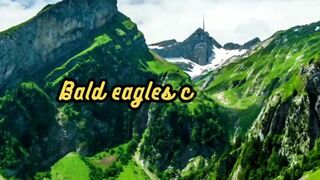 Animal Facts          Bald Eagle Diving Speed       #shorts