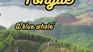 Animal Facts         Blue Whale Tongue         #shorts