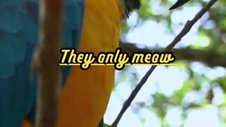 Animal Facts         Cat Communication         #shorts