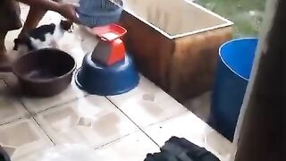 Proses packing BIBIT LELE❗Pembeli adalah RAJA harus kita layani dengan baik