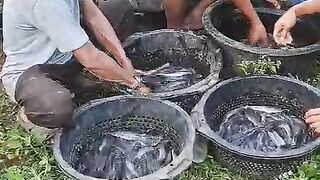 Cara SORTIR MANUAL ikan lele KONSUMSI❗Lebih aman ke ikan lele nya